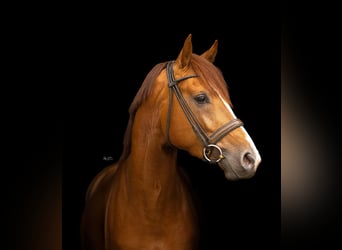 KWPN, Hengst, 3 Jaar, 165 cm, Donkere-vos
