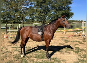 KWPN, Hengst, 3 Jaar, 165 cm, Roodbruin