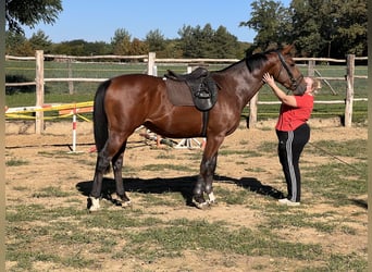 KWPN, Hengst, 3 Jaar, 165 cm, Roodbruin