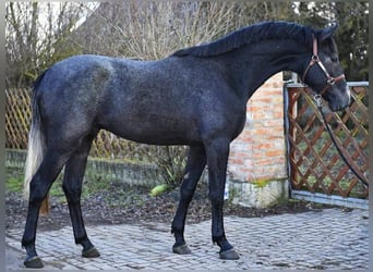 KWPN, Hengst, 3 Jaar, 165 cm, Schimmel