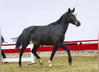 KWPN, Hengst, 3 Jaar, 165 cm, Zwartbruin