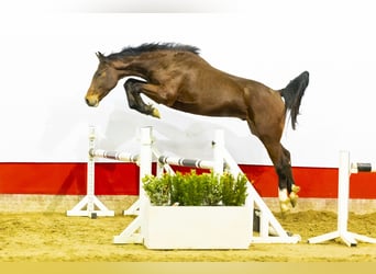 KWPN, Hengst, 3 Jaar, 166 cm, Bruin