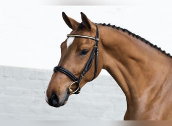 KWPN, Hengst, 3 Jaar, 166 cm