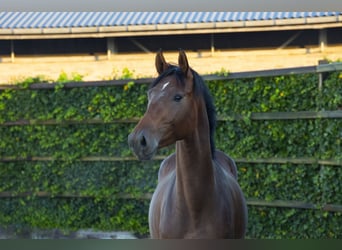 KWPN, Hengst, 3 Jaar, 167 cm, Bruin
