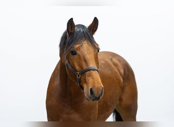 KWPN, Hengst, 3 Jaar, 167 cm, Bruin