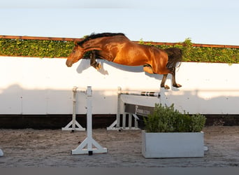 KWPN, Hengst, 3 Jaar, 167 cm, Bruin