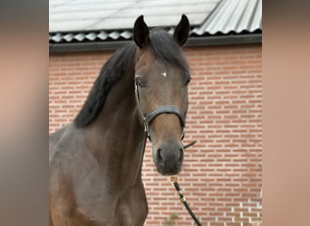 KWPN, Hengst, 3 Jaar, 167 cm, Donkerbruin