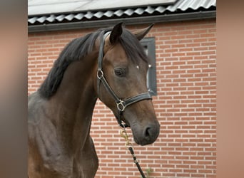 KWPN, Hengst, 3 Jaar, 167 cm, Donkerbruin