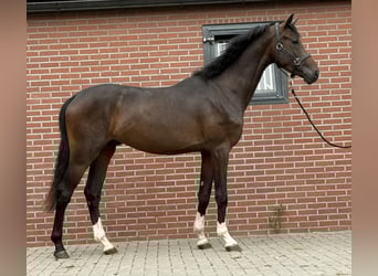 KWPN, Hengst, 3 Jaar, 167 cm, Donkerbruin