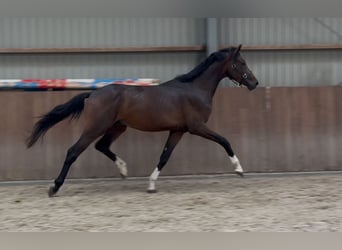 KWPN, Hengst, 3 Jaar, 167 cm, Donkerbruin