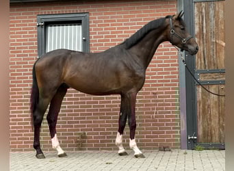 KWPN, Hengst, 3 Jaar, 167 cm, Donkerbruin