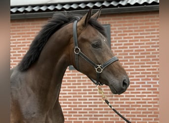 KWPN, Hengst, 3 Jaar, 167 cm, Donkerbruin