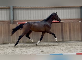 KWPN, Hengst, 3 Jaar, 167 cm, Donkerbruin