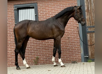 KWPN, Hengst, 3 Jaar, 167 cm, Donkerbruin