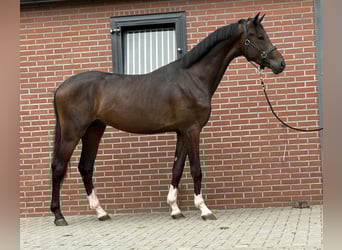 KWPN, Hengst, 3 Jaar, 167 cm, Donkerbruin
