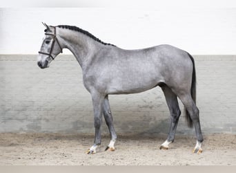 KWPN, Hengst, 3 Jaar, 167 cm, Schimmel