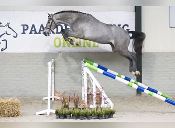 KWPN, Hengst, 3 Jaar, 167 cm, Schimmel