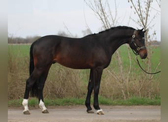 KWPN, Hengst, 3 Jaar, 167 cm