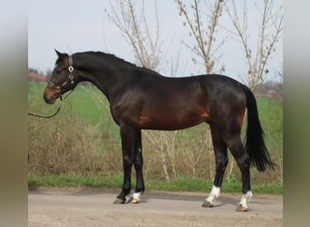 KWPN, Hengst, 3 Jaar, 167 cm