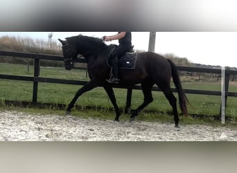 KWPN, Hengst, 3 Jaar, 167 cm, Zwart