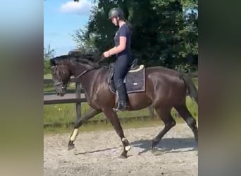 KWPN, Hengst, 3 Jaar, 167 cm, Zwart