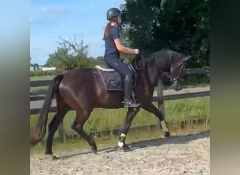 KWPN, Hengst, 3 Jaar, 167 cm, Zwart