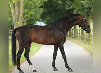 KWPN, Hengst, 3 Jaar, 168 cm, Bruin