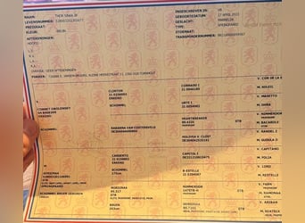 KWPN, Hengst, 3 Jaar, 168 cm, Bruin