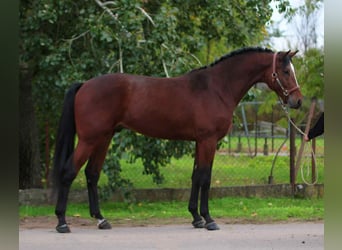 KWPN, Hengst, 3 Jaar, 168 cm, Donkerbruin