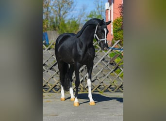 KWPN, Hengst, 3 Jaar, 168 cm, Gevlekt-paard