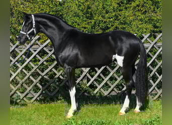KWPN, Hengst, 3 Jaar, 168 cm, Gevlekt-paard
