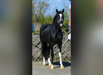 KWPN, Hengst, 3 Jaar, 168 cm, Gevlekt-paard
