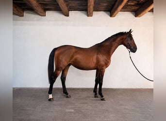 KWPN, Hengst, 3 Jaar, 168 cm, Roodbruin