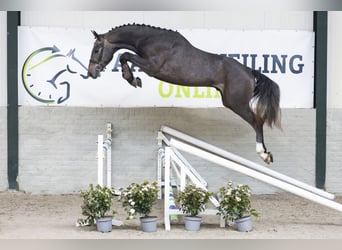 KWPN, Hengst, 3 Jaar, 168 cm