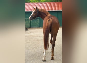 KWPN, Hengst, 3 Jaar, 168 cm, Vos