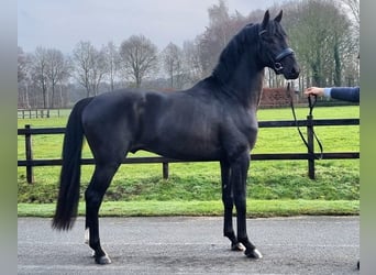 KWPN, Hengst, 3 Jaar, 168 cm, Zwart