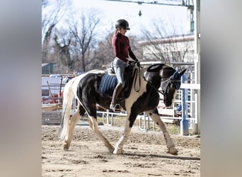 KWPN, Hengst, 3 Jaar, 168 cm, Zwartbruin