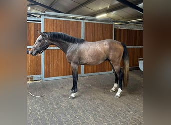 KWPN, Hengst, 3 Jaar, 168 cm, Zwartschimmel