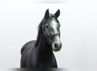 KWPN, Hengst, 3 Jaar, 169 cm, Schimmel