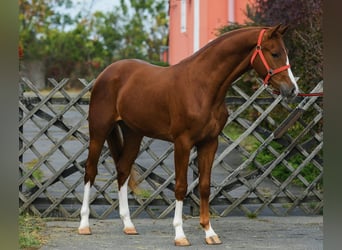 KWPN, Hengst, 3 Jaar, 169 cm, Vos