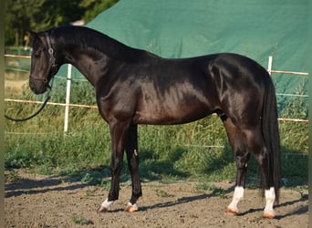 KWPN, Hengst, 3 Jaar, 169 cm, Zwart