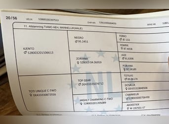 KWPN, Hengst, 3 Jaar, 169 cm, Zwart