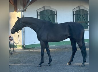 KWPN, Hengst, 3 Jaar, 169 cm, Zwartschimmel