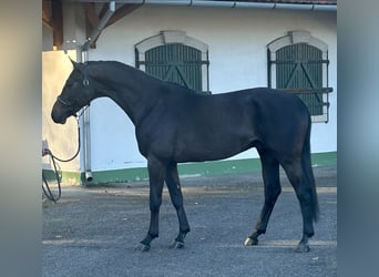 KWPN, Hengst, 3 Jaar, 169 cm, Zwartschimmel