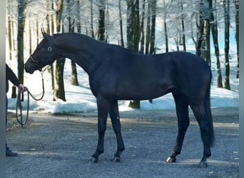 KWPN, Hengst, 3 Jaar, 169 cm, Zwartschimmel