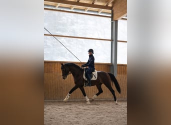 KWPN, Hengst, 3 Jaar, 170 cm, Bruin