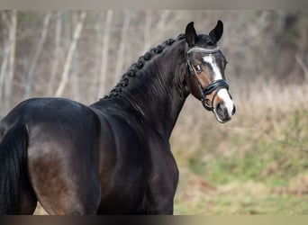 KWPN, Hengst, 3 Jaar, 170 cm, Bruin