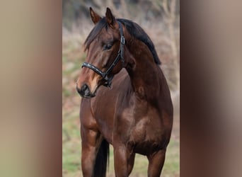 KWPN, Hengst, 3 Jaar, 170 cm, Bruin