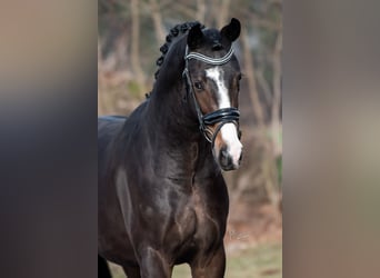 KWPN, Hengst, 3 Jaar, 170 cm, Bruin