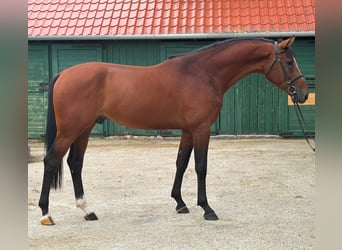 KWPN, Hengst, 3 Jaar, 170 cm, Bruin